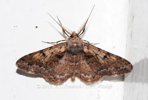Alcis colorifera