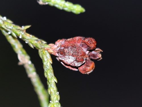 alligator juniper