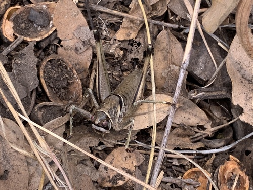 Tinkham's Shieldback