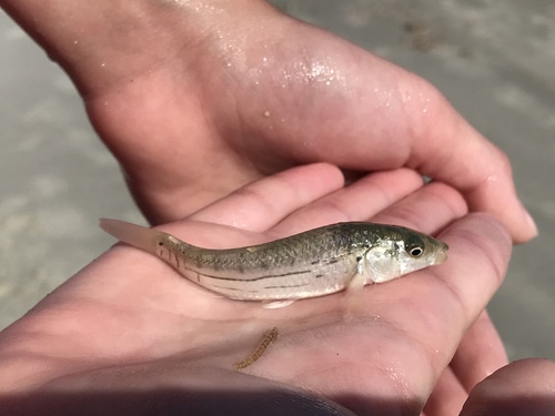 Striped Killifish