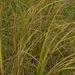 Prairie Cordgrass - Photo (c) Daniel Carter, all rights reserved, uploaded by Daniel Carter