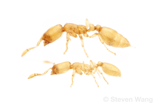Solenopsis subterraneaSolenopsis subterranea