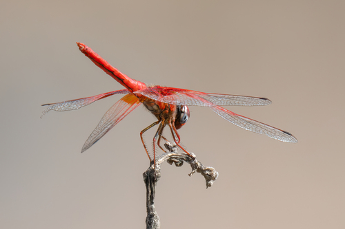 Orange-winged Dropwing