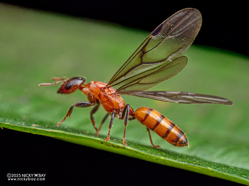 Cladomyrma petalaeCladomyrma petalae
