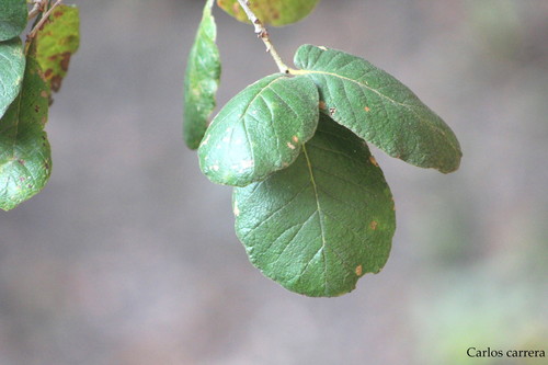 Quercus fulva