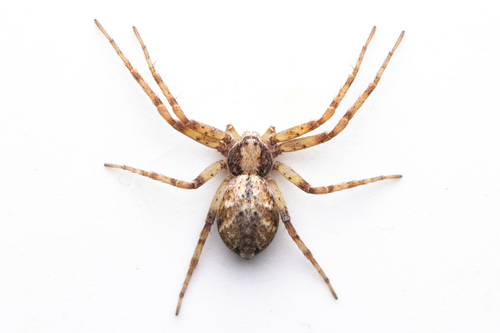 Turf Running Spider
