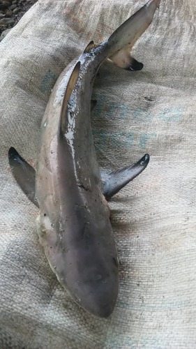 Common Blacktip Shark