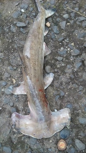Scalloped Hammerhead