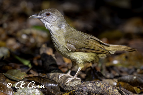 Grey-cheeked Bulbul