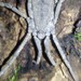 Trogulus coriziformis - Photo (c) matteobizzarro, all rights reserved
