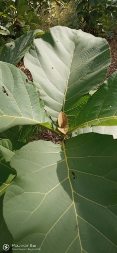Teak