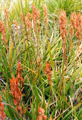 bog asphodel