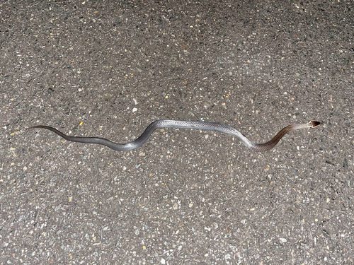 Golden-crowned Snake sighting