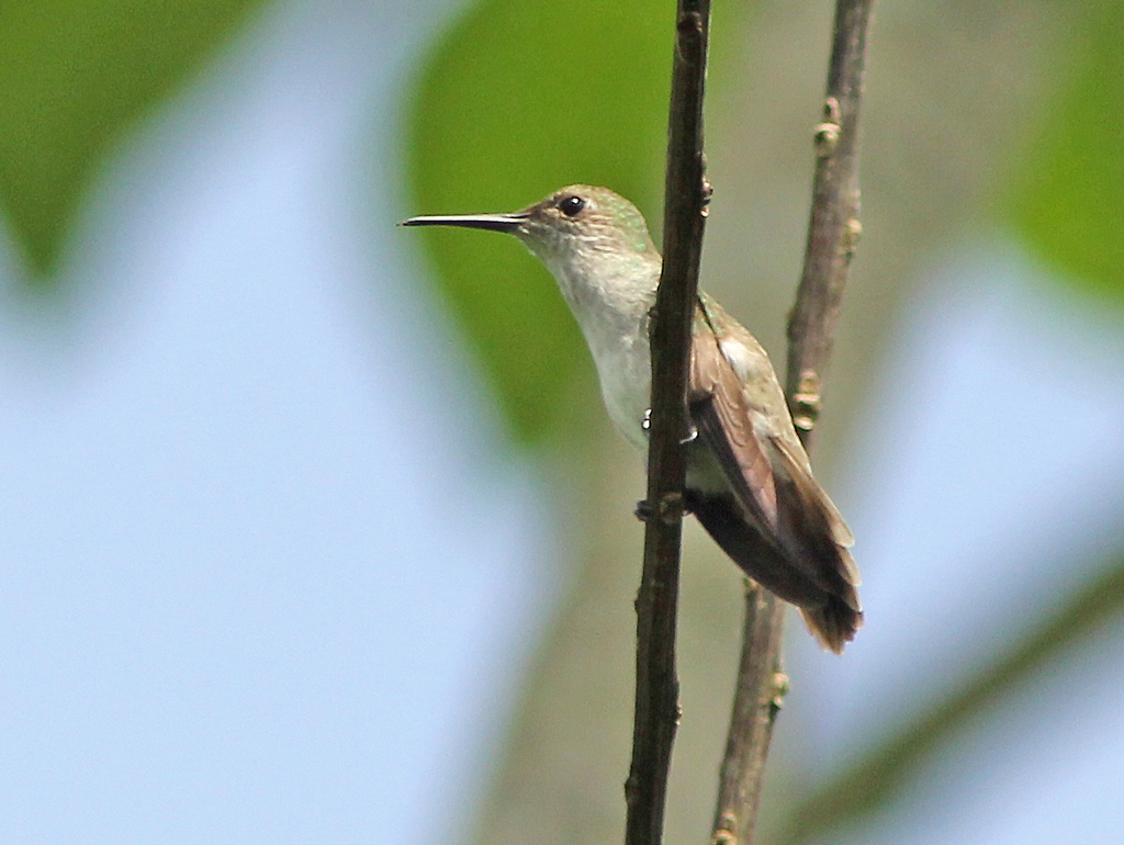 Olive-spotted Hummingbird photo