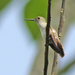 Olive-spotted Hummingbird - Photo (c) David Beadle, all rights reserved, uploaded by David Beadle
