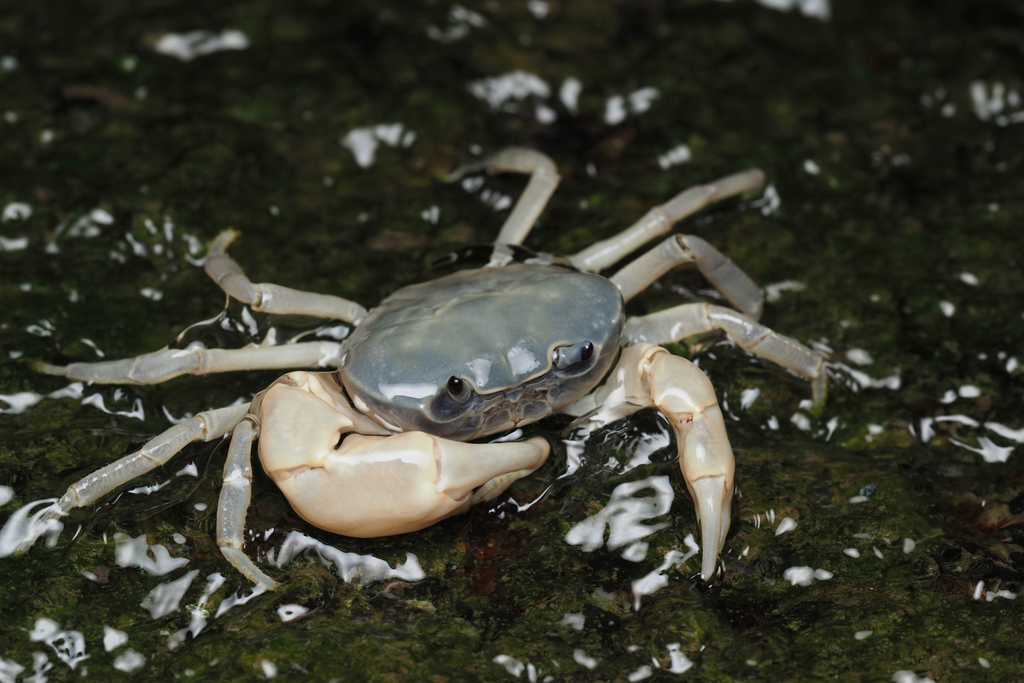 民族　大沼ジョージ　コギャル　egg cawaii B77 Japanese Freshwater Crab (Geothelphusa dehaani) · iNaturalist