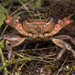 Rhodes Freshwater Crab - Photo (c) Konstantinos Kalaentzis, all rights reserved, uploaded by Konstantinos Kalaentzis