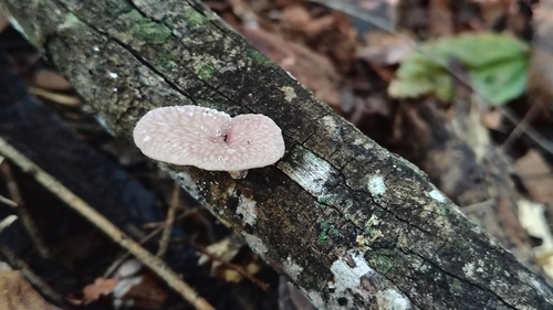 Neofavolus subpurpurascens (Neofavolus subpurpurascens)