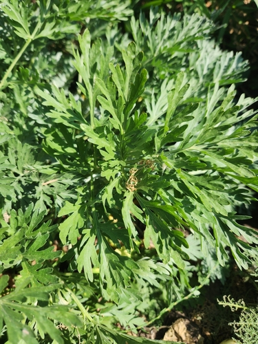 absinthe wormwood