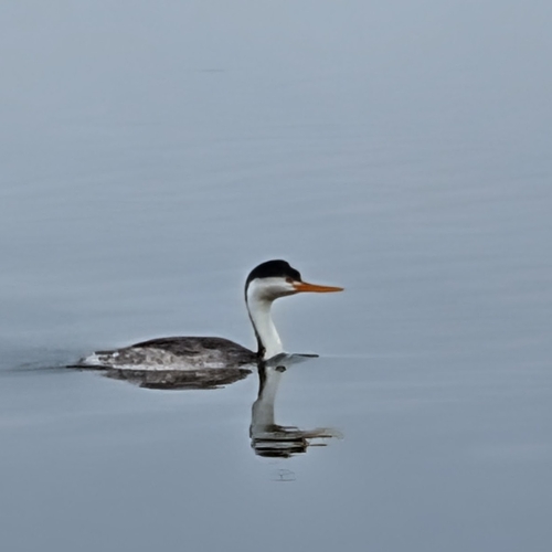 iNaturalist observation photo of Clark's Grebe