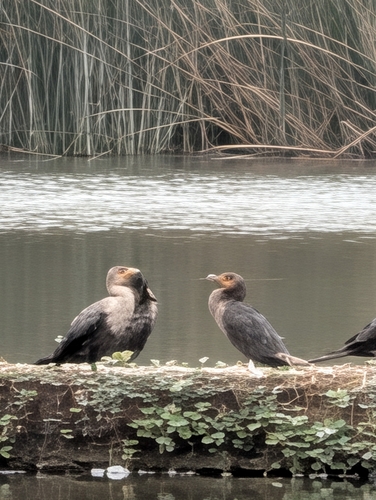 iNaturalist observation photo of Double-crested Cormorant