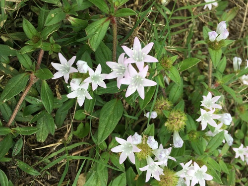 largeflower Mexican clover