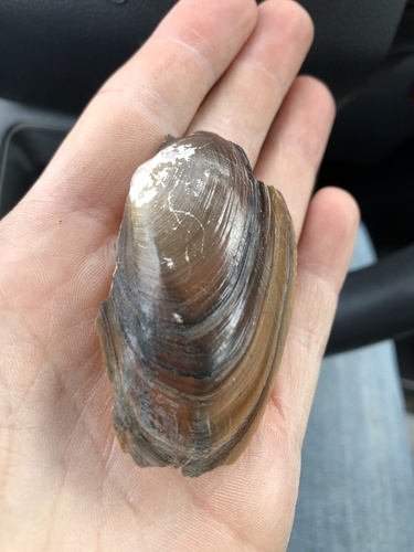 Cylindrical Papershell