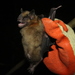 Greater Yellow-shouldered Bat - Photo (c) Ronald Bravo, all rights reserved, uploaded by Ronald Bravo