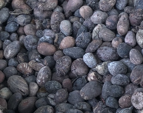 Shea Tree