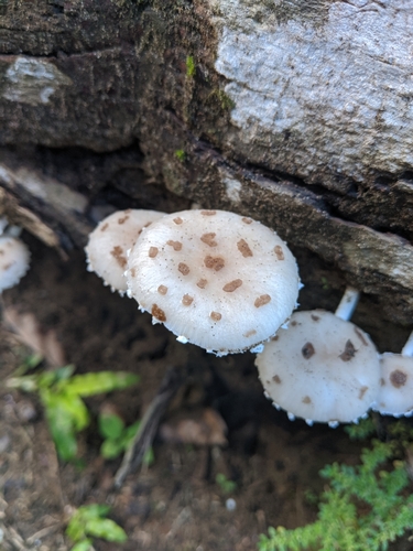 Oudemansiella canarii