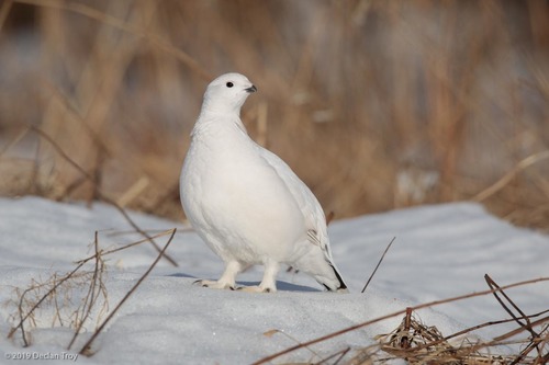 Willow Ptarmigan