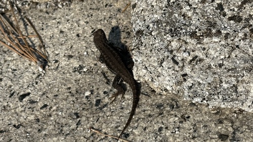 iNaturalist observation photo of Spiny Lizards