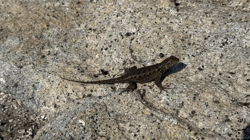 iNaturalist observation photo of Spiny Lizards
