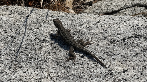 iNaturalist observation photo of Spiny Lizards