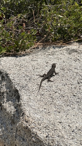 iNaturalist observation photo of Spiny Lizards