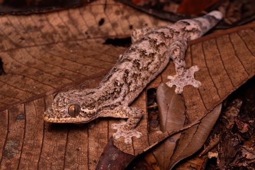 Thecadactylus rapicauda (Houttuyn, 1782)