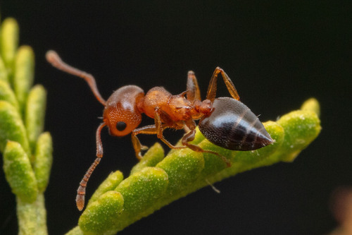 Crematogaster depilis