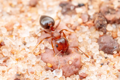Crematogaster depilis