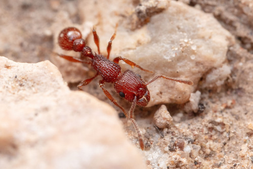 Tetramorium hispidum