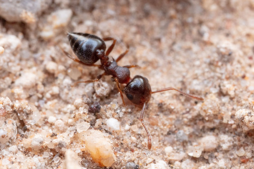 Crematogaster larreae