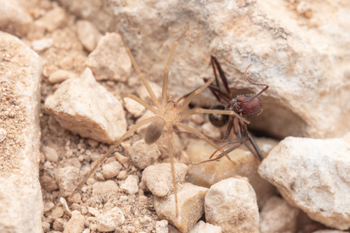 Big Bend Recluse