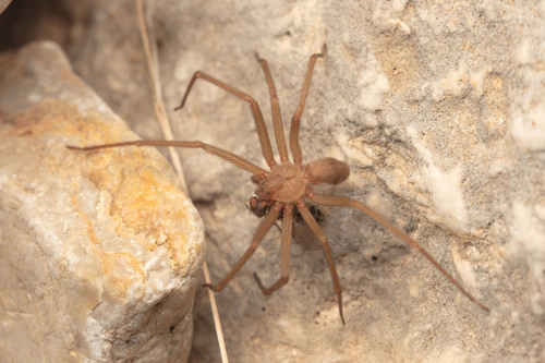 Big Bend Recluse