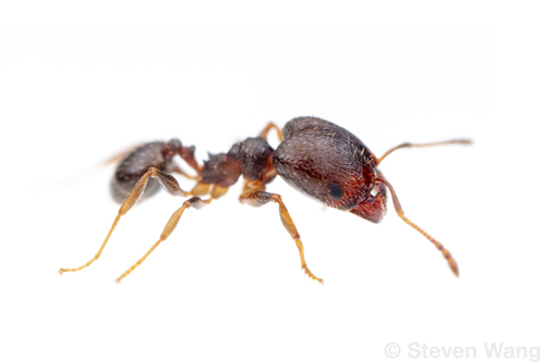 Pheidole ceresPheidole ceres