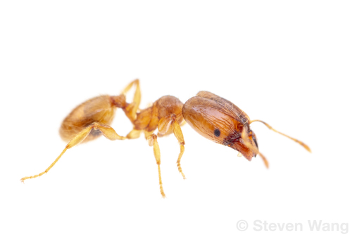 Pheidole pinealisPheidole pinealis