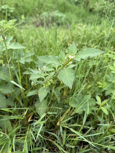 black nightshade