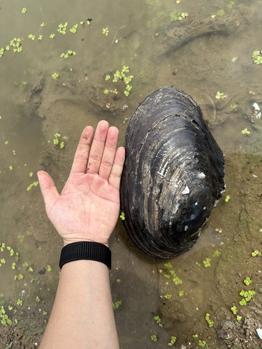 Cockscomb Mussel
