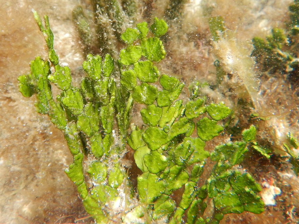 Halimeda incrassata (Halimeda incrassata)