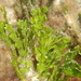 Three Finger Leaf Alga - Photo (c) Jeff Stauffer, all rights reserved, uploaded by Jeff Stauffer