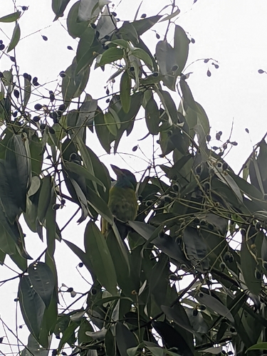Blue-throated Barbet