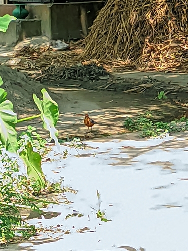 Orange-headed Thrush